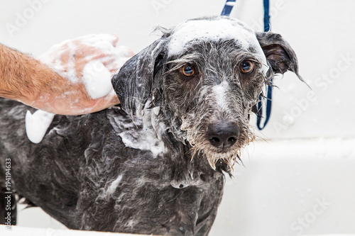 Wet Soapy Dog Taking a Bath