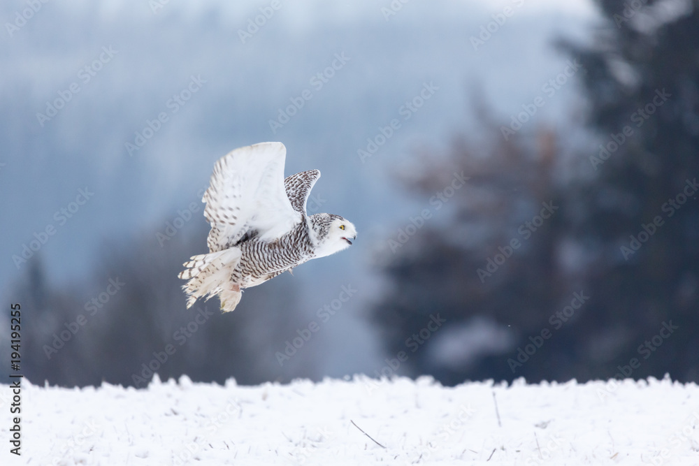 Obraz premium Schneeeule im Schnee