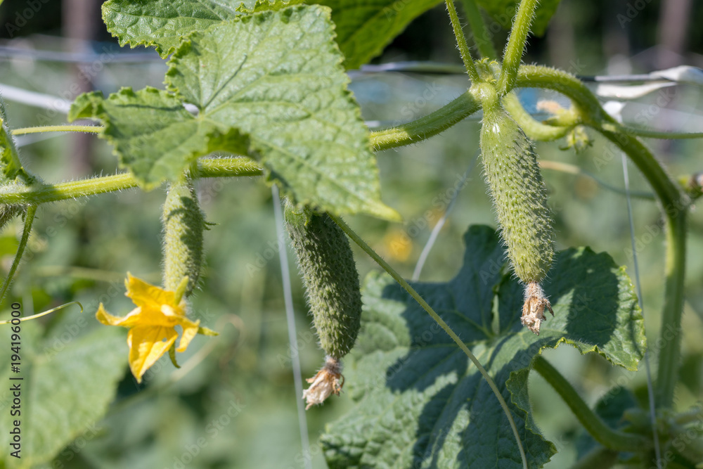 Cucumber plant and flower Cucumber plant and flower