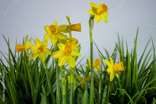 Fototapeta Naklejka Na Ścianę i Meble -  Yellow narcissus or daffodil flowers on light background