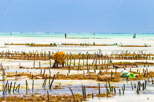 Wallpaper Mural Woman working in sea weed plantation. Paje, Zanzibar, Tanzania. Torontodigital.ca