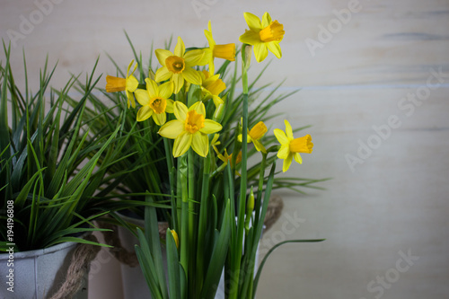 Yellow narcissus or daffodil flowers on light background
