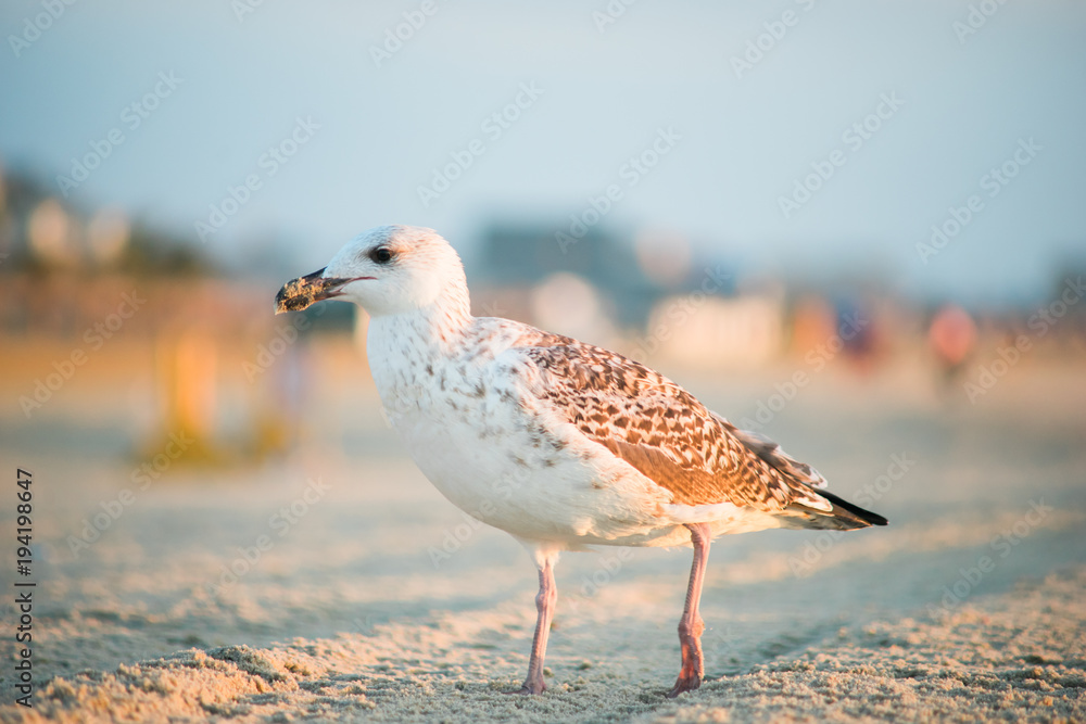 Obraz premium Seagull 1