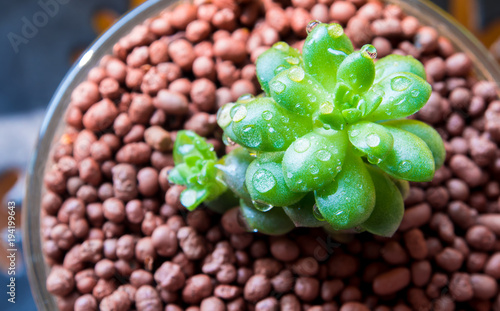 Succulent plant stonecrop, fresh leaves detail of Anacamp seros photo