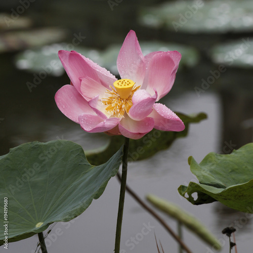 Seerose in Laos bl  hend