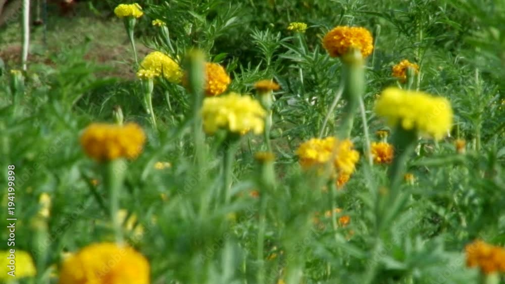 Closeup Yellow Flower in the green grass Closeup Yellow Flower in the green grass