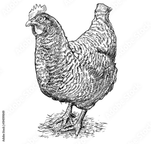 Vector artistic pen and ink hand drawing of speckled black and white hen or chicken