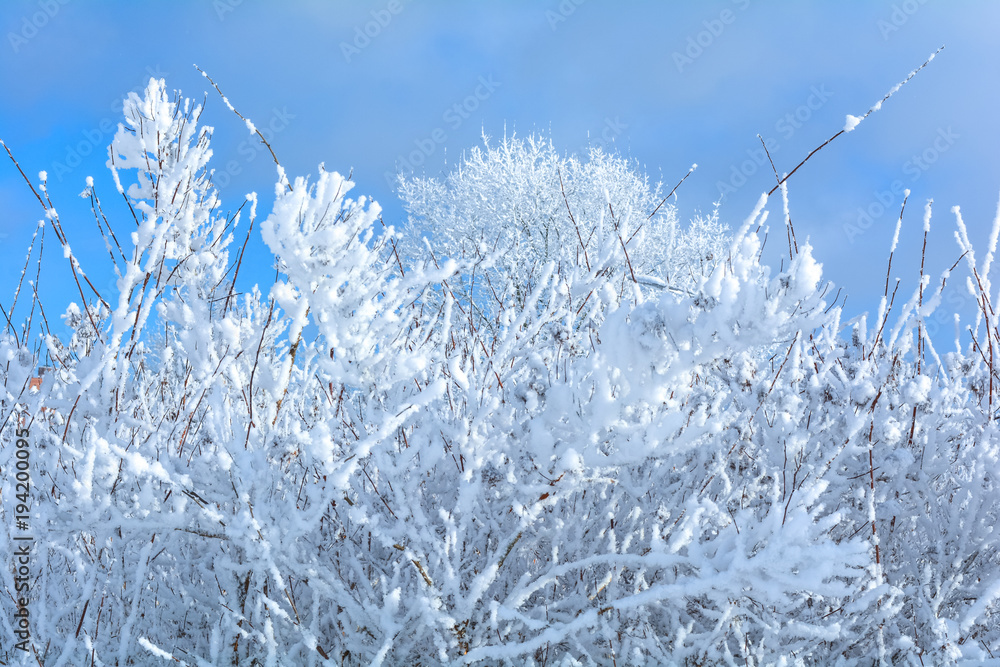 Winter branches of trees in frost snow flakes Winter branches of trees in frost snow flakes
