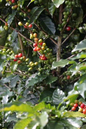 Kaffeeplanze inCosta Rica