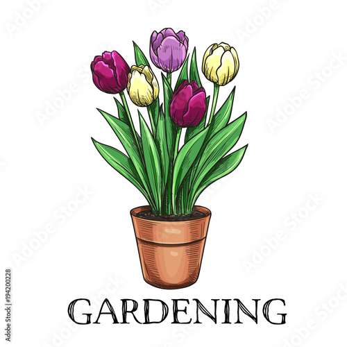 Tulips in a pot