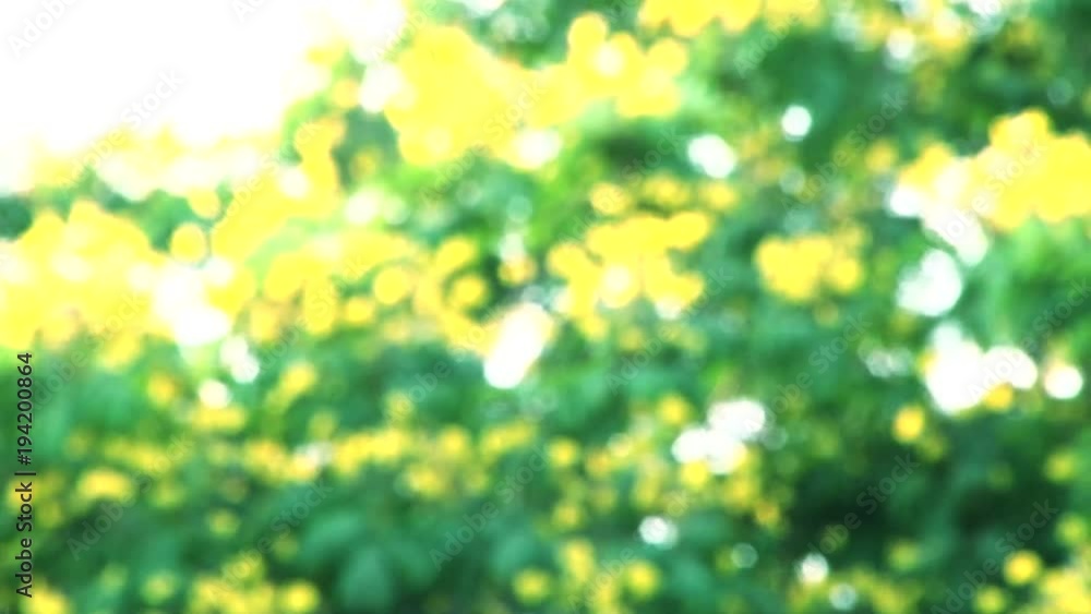 Beautiful blurry green and blue nature background. Sun shines through blowing on wind green leaves at blue sky. Summer branches swinging on sunny morning outdoors. Beautiful blurry green and blue nature background. Sun shines through blowing on wind green leaves at blue sky. Summer branches swinging on sunny morning outdoors.