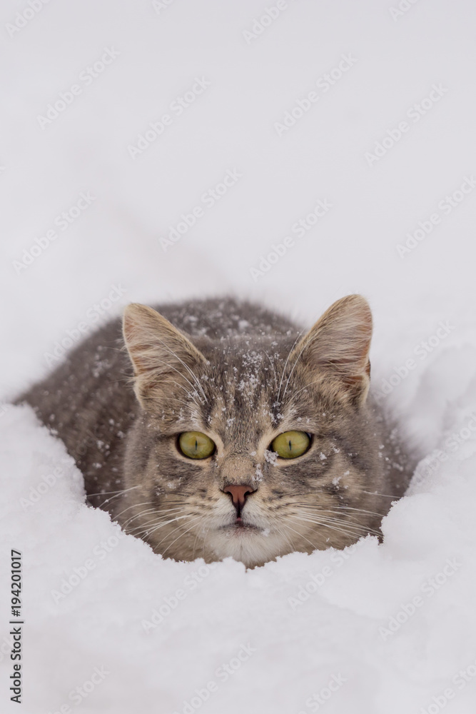 Domestic cat lying down in snow on cloudy day