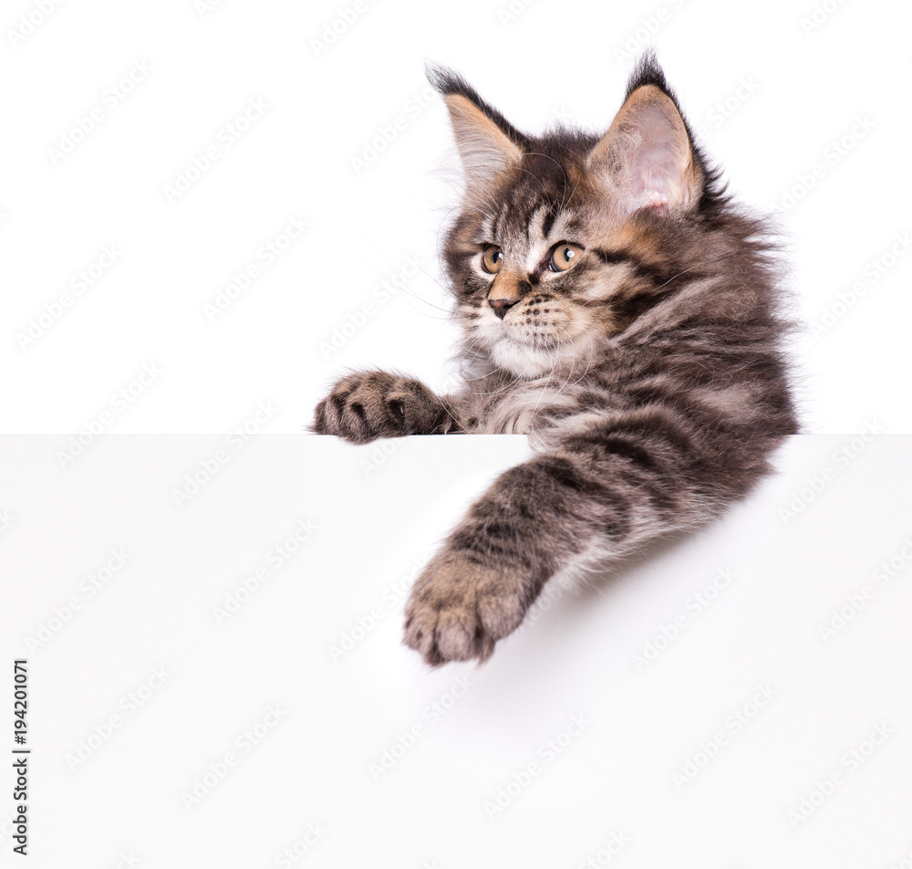 Maine Coon kitten holding sign or banner. Funny pet cat showing placard with space for text. Beautiful domestic kitty with blank board, isolated on white background. Maine Coon kitten holding sign or banner. Funny pet cat showing placard with space for text. Beautiful domestic kitty with blank board, isolated on white background.