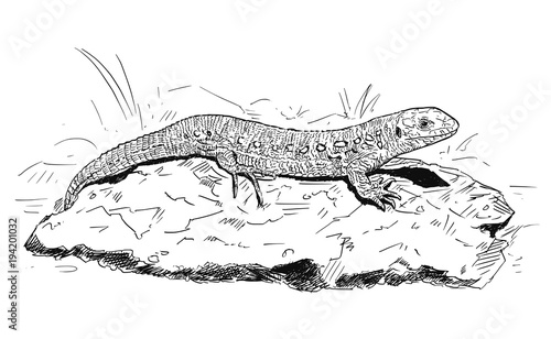 Vector artistic pen and ink hand drawing of female sand lizard sitting on stone.