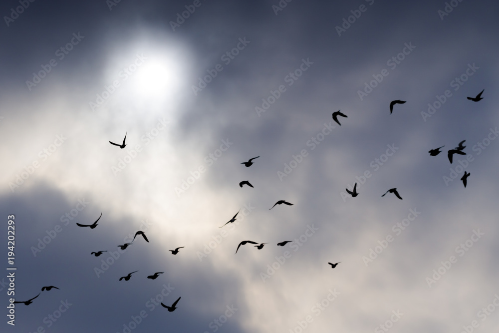 Flock of pigeons fly on a cloudy day with blured sun in bacground. Silhouette of flock of pigeons