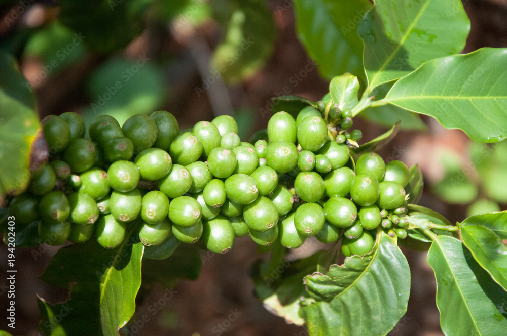 Coffee beans growing on plants at a coffee bean plantation on Kauai, Hawaii Coffee beans growing on plants at a coffee bean plantation on Kauai, Hawaii
