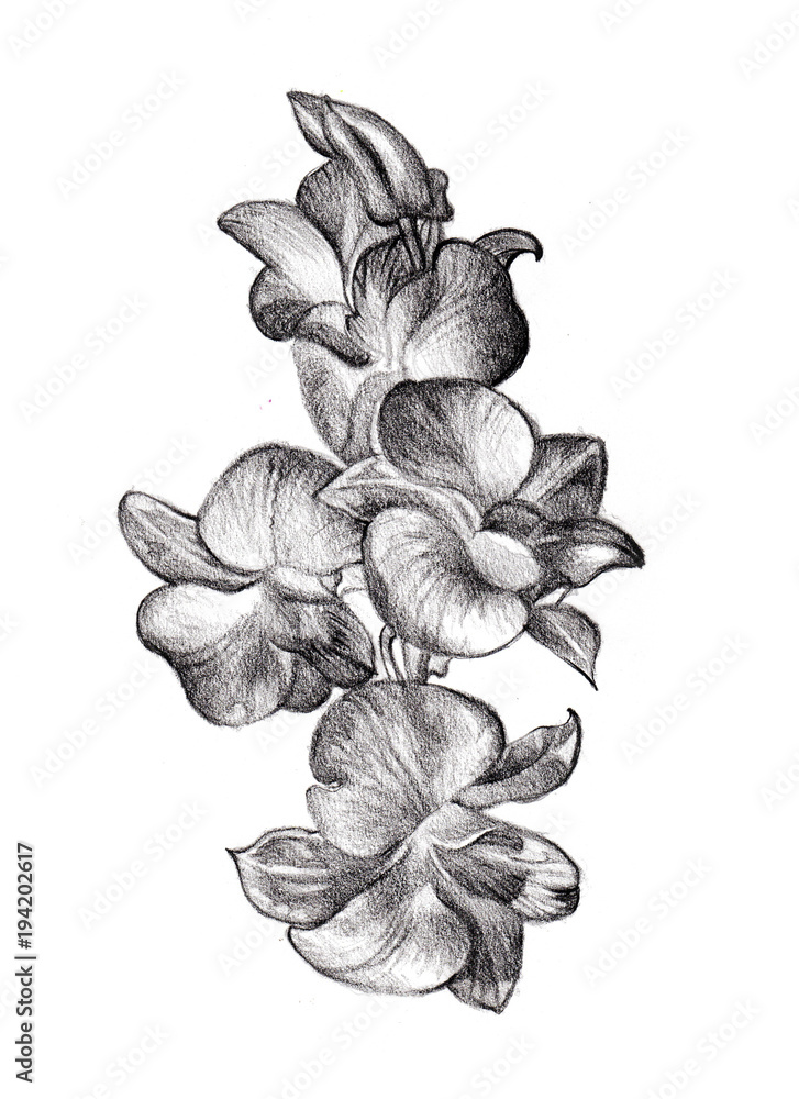 Orchid Flower Sketch Vector Graphics Color Picture Royalty Free SVG,  Cliparts, Vectors, and Stock Illustration. Image 95809890.