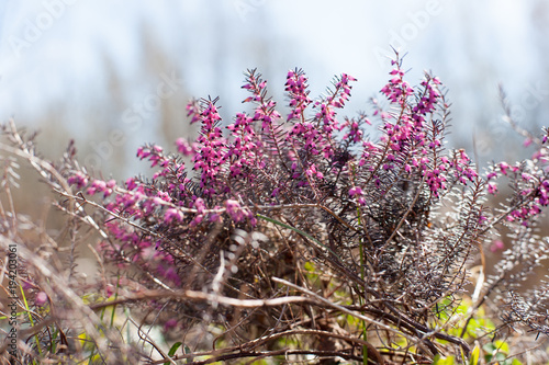 Pink in air