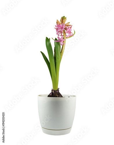 Hyacinth in a pot, the phase before full flowering, buds stage on the plant