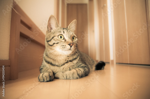 階段下で休む猫 © kazuyami77