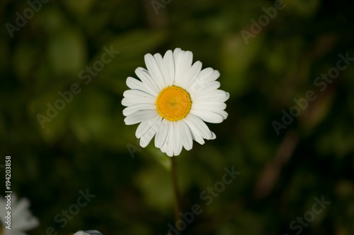 daisy