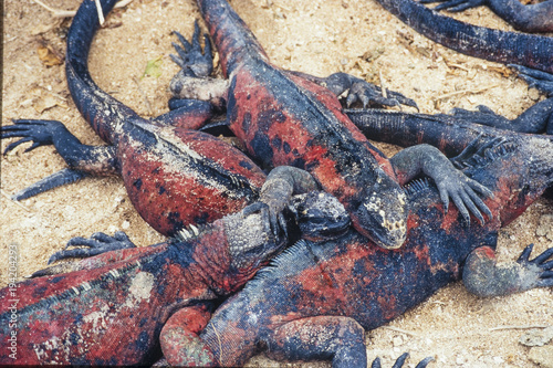 Marine Iguanas Pile up for Warmth, Floreanna Island, Galapagos