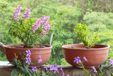 Lavender flowerpots in a garden