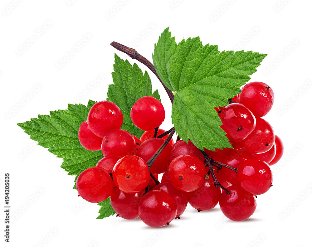 Red berries of Viburnum (arrow wood) isolated on white background
