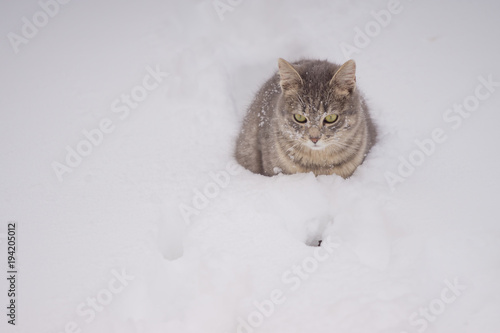 Domestic cat lying down in snow on cloudy day