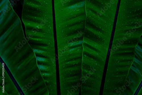 Green leaves and droplet water background. Green leaves color tone dark  in the morning.  photo