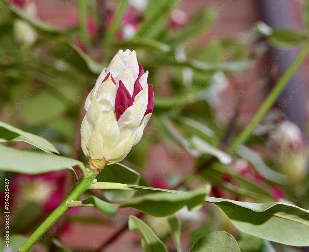 Red rhododendron flower buds opening