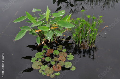 Photo Serene reflecting pool with aquatic vegetation