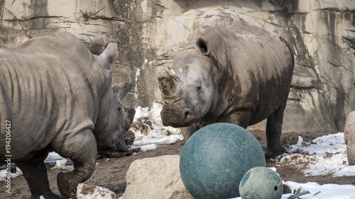 Rhinos Playing