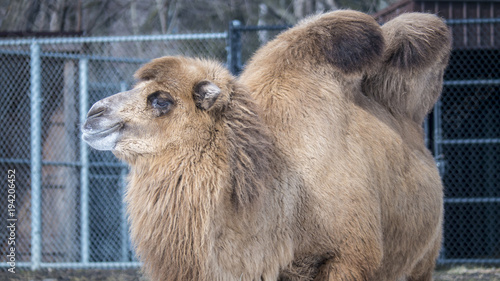 Camel in Zoo