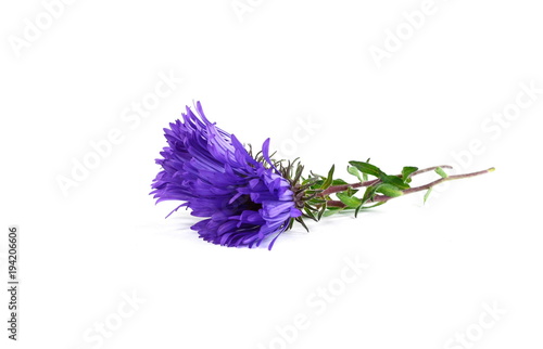 Chrysanthemum flower on a white background 