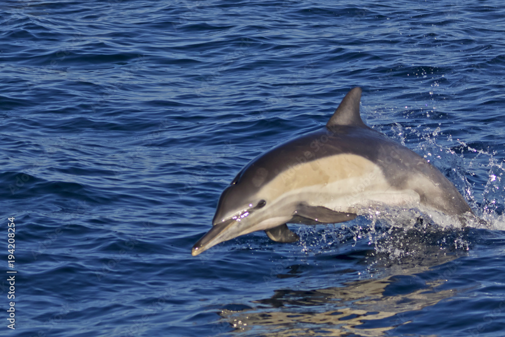 Fototapeta premium Dolphin jumping out of the Pacific Ocean