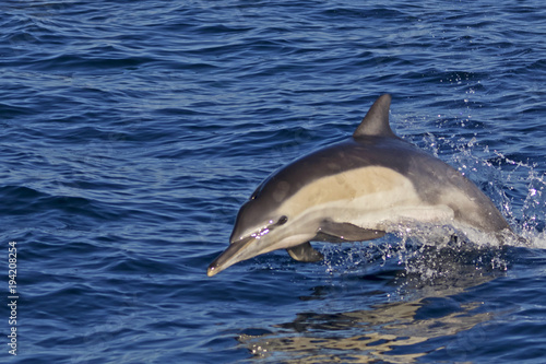 Dolphin jumping out of the Pacific Ocean