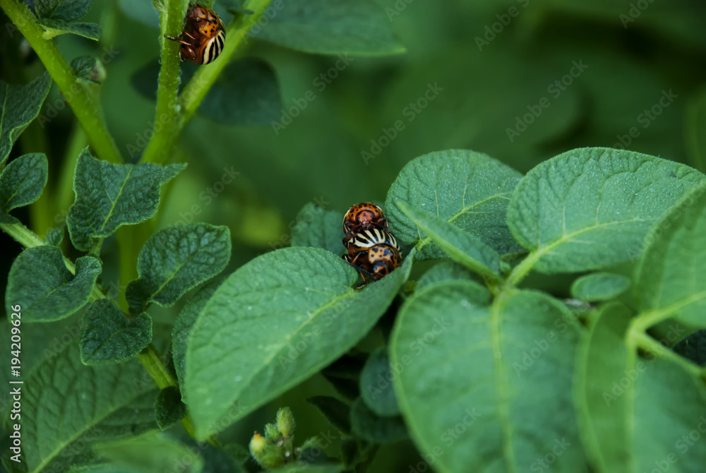 A pair of Colorado beetles on the leaves of potatoes. And the third beetle is near A pair of Colorado beetles on the leaves of potatoes. And the third beetle is near