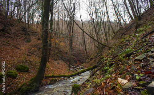 Creek in the wooded forest trees