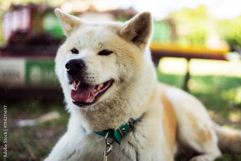 Obraz premium Akita inu