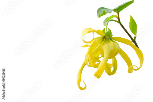  ylang ylang