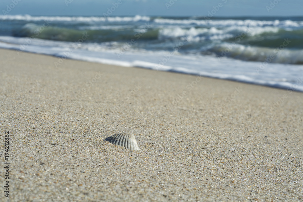 Lone shell on beach