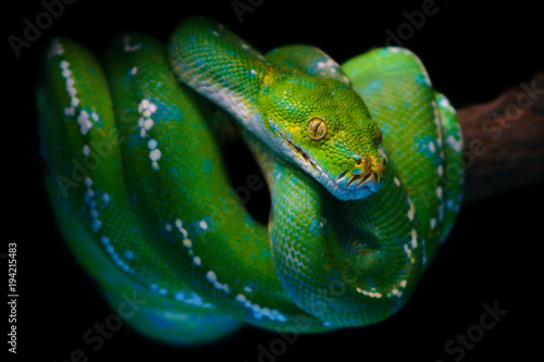 Beautiful colorful Green tree python (morelia viridis), The snake with specific name Aru island Chondro python climbing on brown dry wood, Selective focus and isolate black background