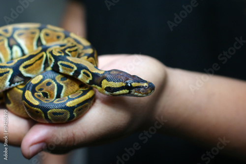 Beginner and popular snake for kids, Ball python (python regius) crawling on hand with selective focus and copy space, Background for exotic pets or animals and wildlife concept photo