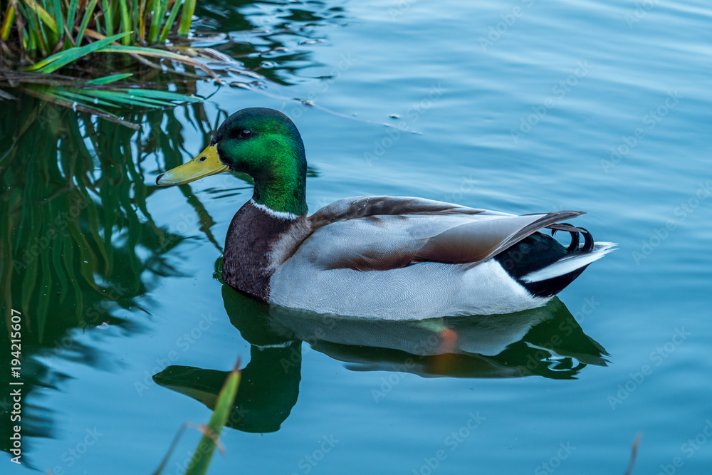 Obraz premium Golden Gate Park