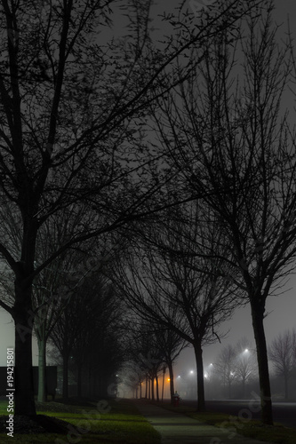 dramatic mysterious foggy night trees silhouette abstract outdoors