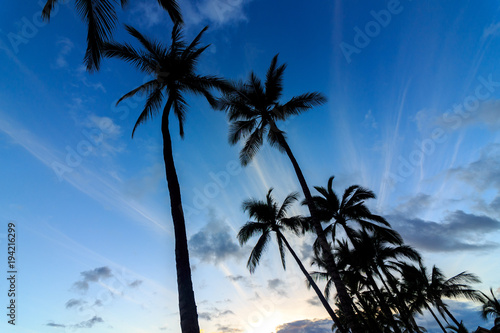 Palm Tree Silhouette