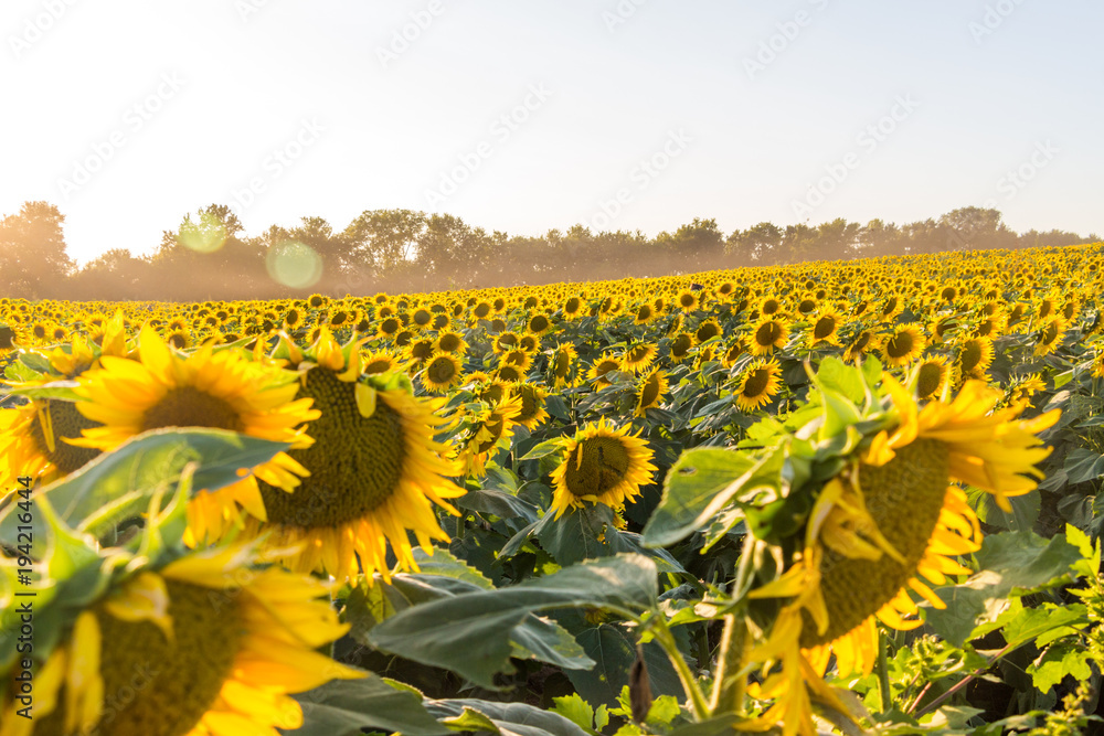 Obraz premium Sunflower Field