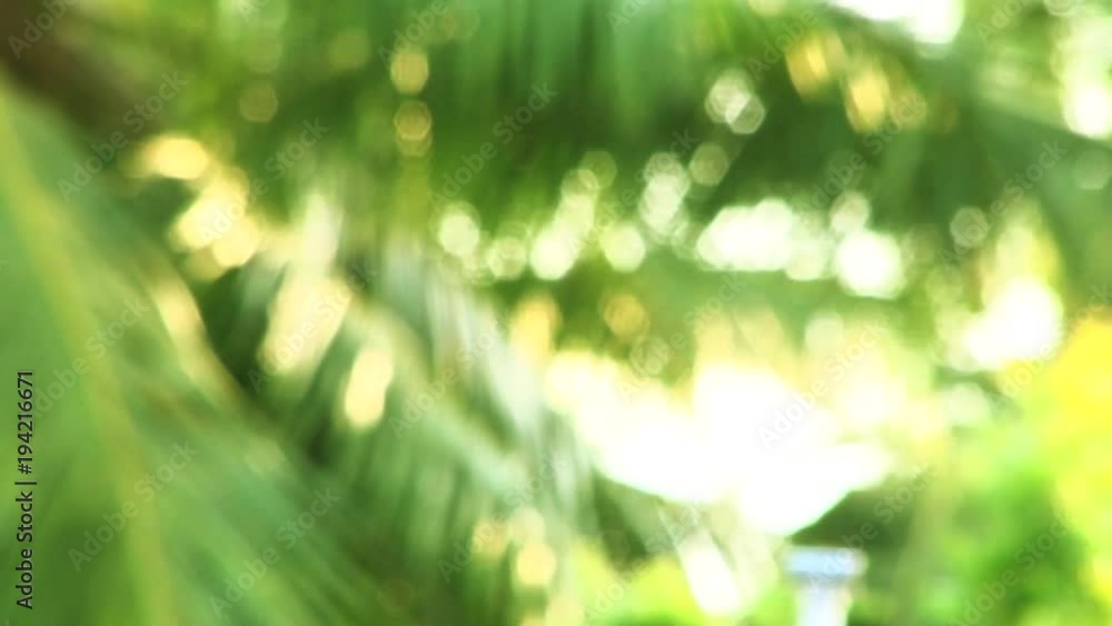 close-up palm tree leaves blur, Tropical abstract background close-up palm tree leaves blur, Tropical abstract background