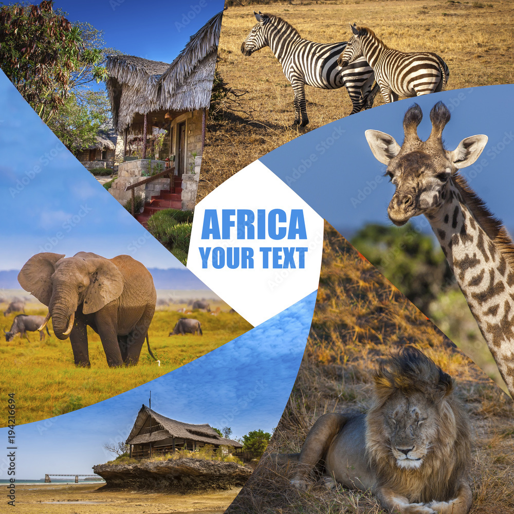 Travel to Africa. Animals of Africa. Poster from different animals